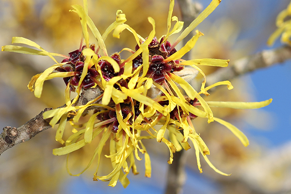 witch hazel application can help relieve sweaty palms and feet