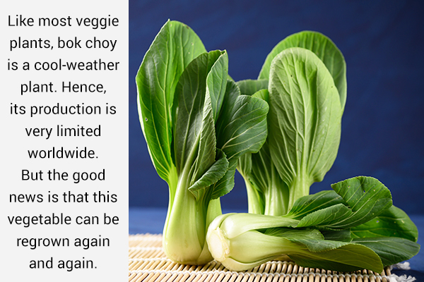 bok choy is a vegetable that can be regrown again and again