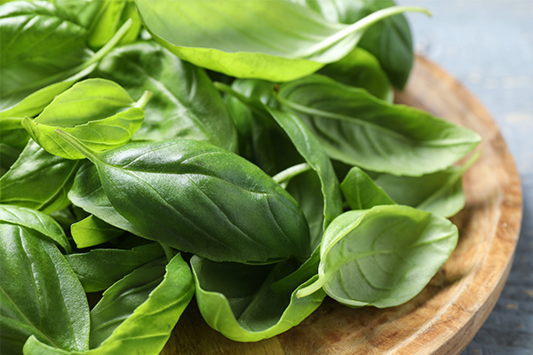 consuming basil leaves can help prevent cardiovascular ailments