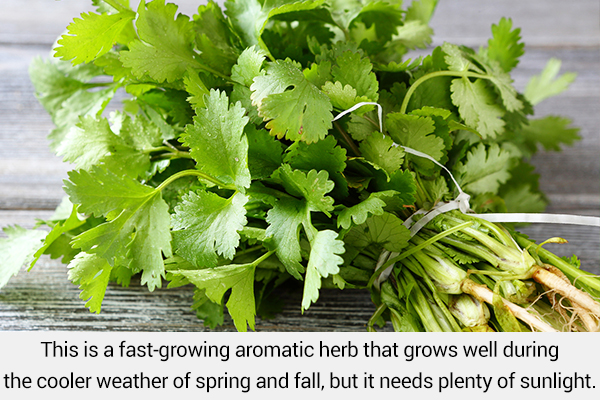 cilantro is a herb that you can regrow from kitchen scraps