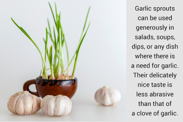 garlic can be regrown from garlic sprouts at your home