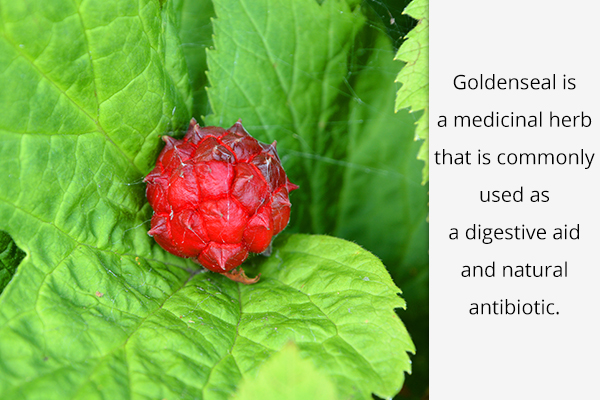 goldenseal is a medicinal herb that works as a natural antibiotic