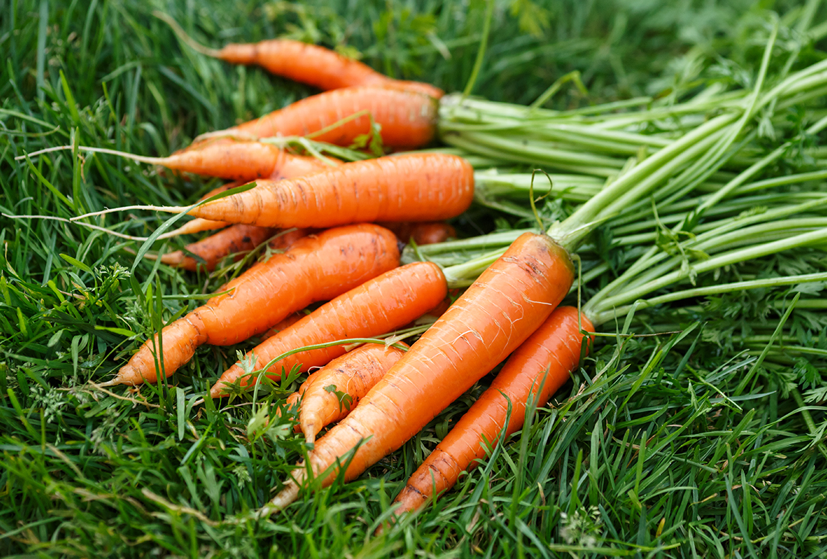 carrots: health benefits and how to consume