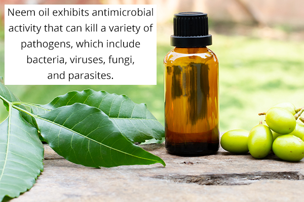 neem oil exhibits antibacterial activity and is a natural antibiotic