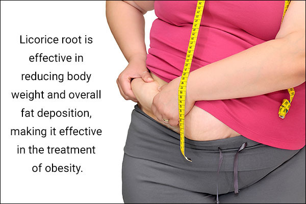 licorice root is effective for obesity management