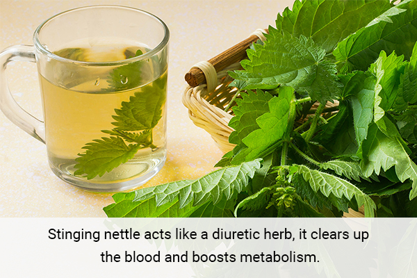 stinging nettle is a diuretic herb that helps in detoxification