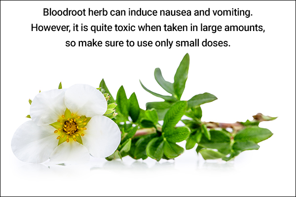 bloodroot herb can be used to induce vomiting and nausea