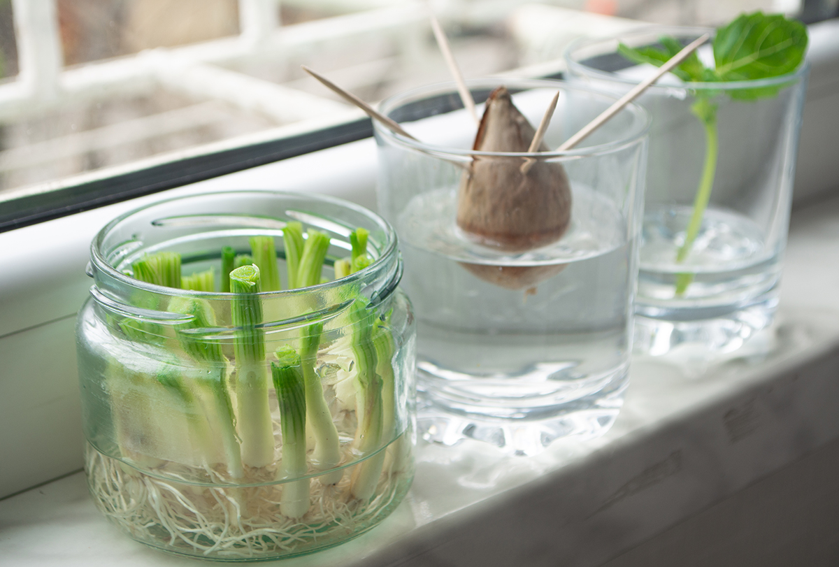 vegetables you can regrow from kitchen scraps
