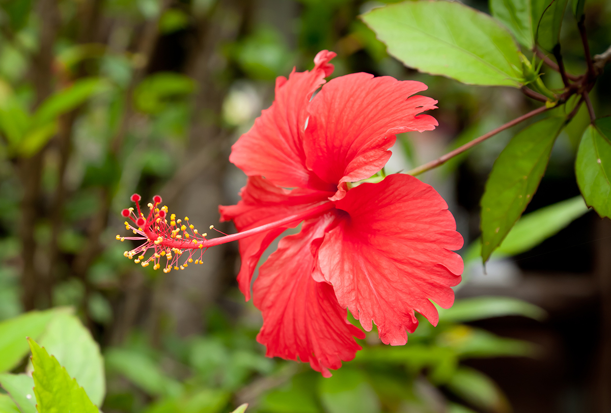 surprising health benefits of hibiscus