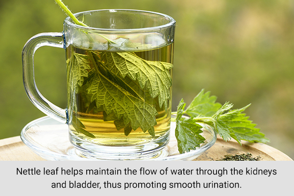 consuming nettle leaf tea can help prevent kidney stone formation