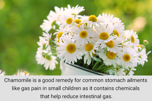chamomile is a good remedy for dealing with gas pain in toddlers