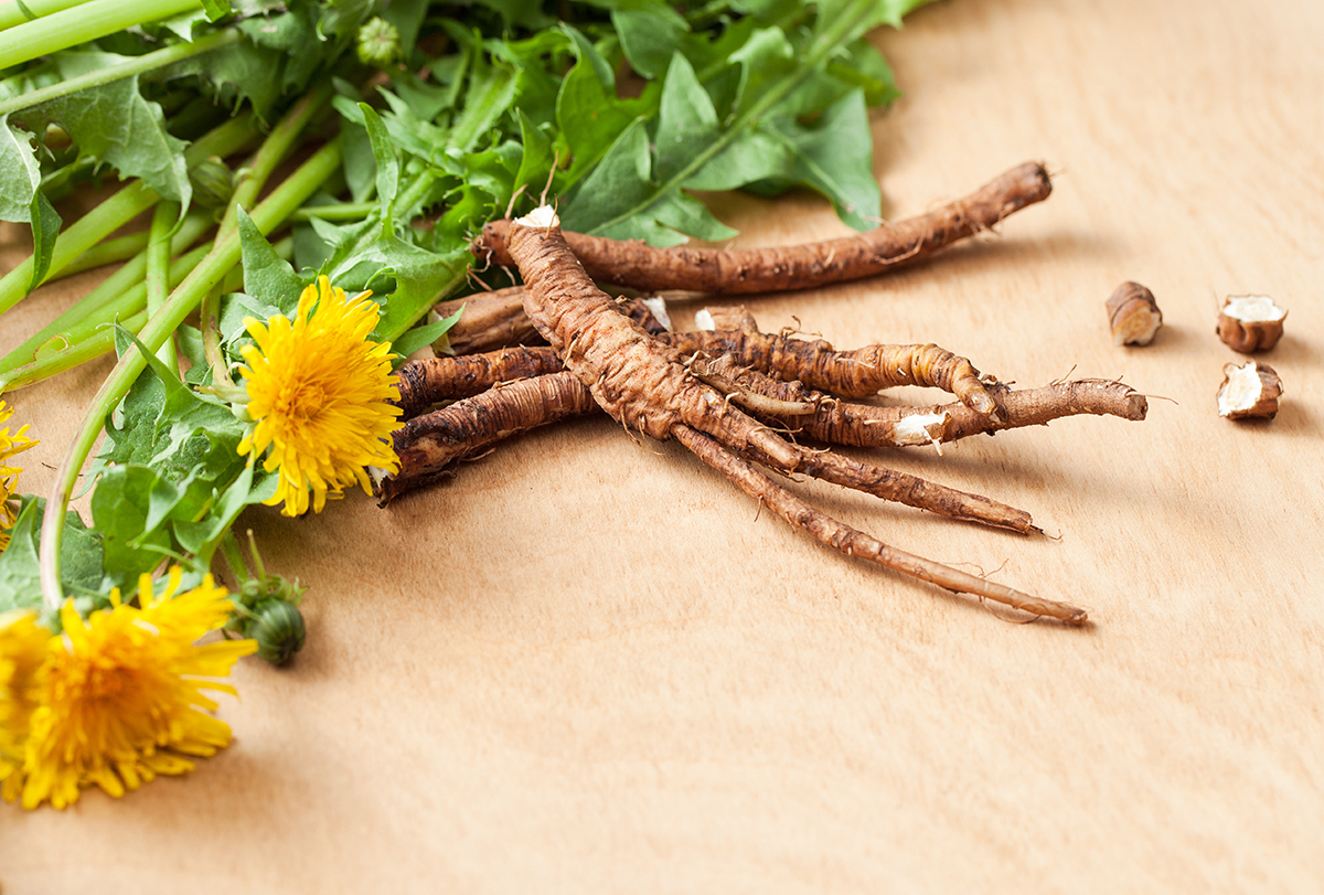 dandelion roots: health benefits and how to use