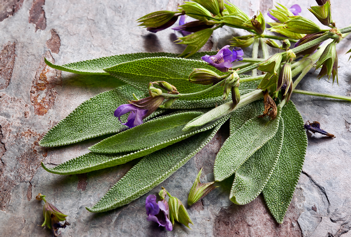 sage: health benefits and how to use