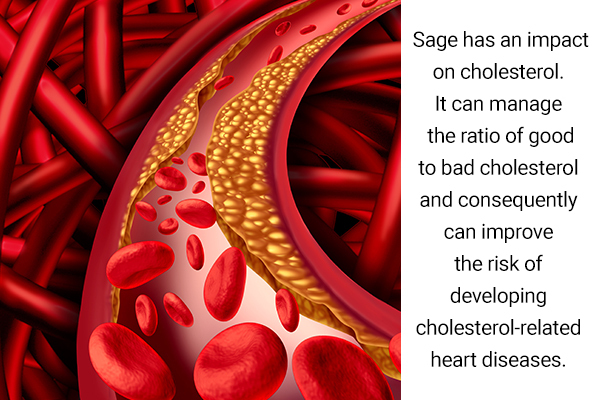 sage consumption can help lower cholesterol levels