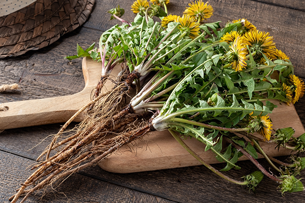 how to consume dandelion roots for its health benefits