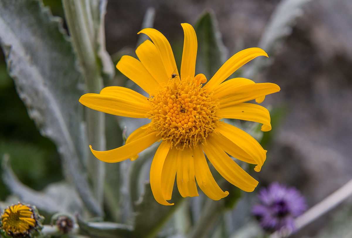 ways you can use arnica for its health benefits