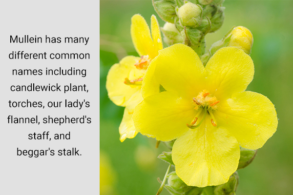 mullein can also help quit smoking for people with addiction