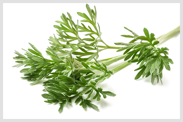 artemisia is a herb that can help provide antifertility effects