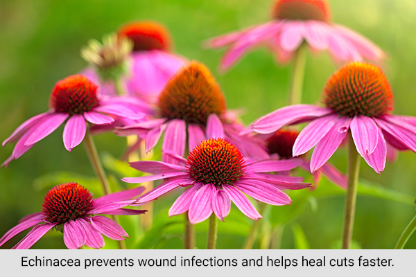 apply echinacea ointment to aid relief from minor cuts and grazes