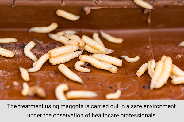 is it safe using maggots on human skin?