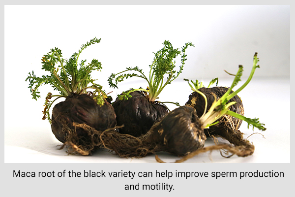 using maca root extracts can help boost fertility in males