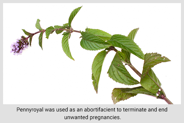 pennyroyal is a herb that acts as a natural birth control
