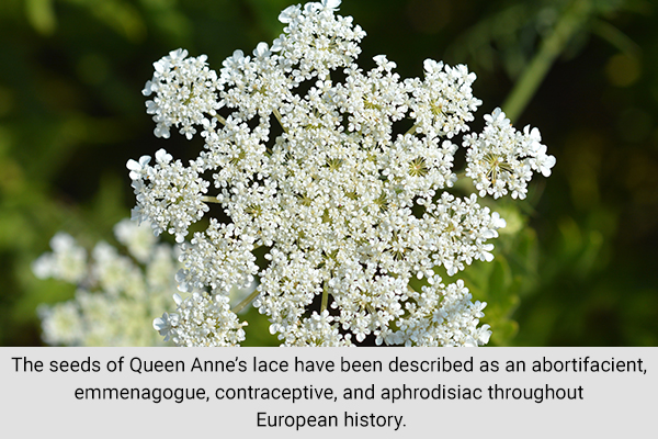 Queen Anne's is a herb that works as a natural birth control