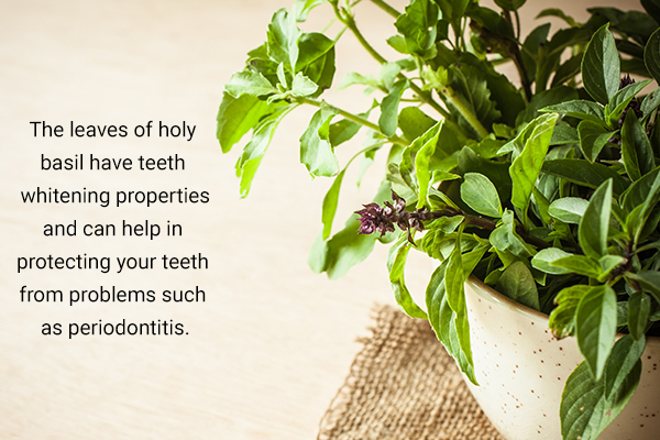 the leaves of holy basil can help protect your teeth from dental issues