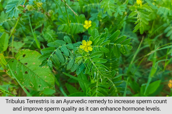 tribulus is an ayurvedic remedy to increase sperm count and fertility