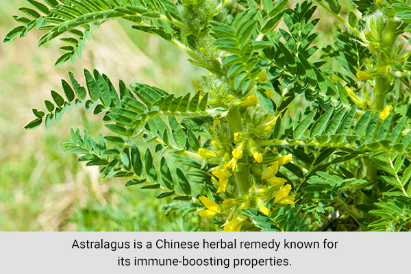 consuming astralagus herb can also help boost white blood cell count