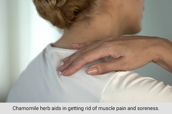 chamomile herb can help reduce muscle pain and spasms