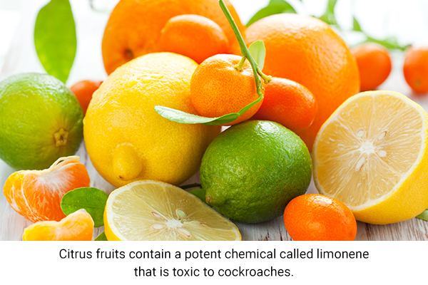 citrus fruits possess a chemical called limonene which repels cockroaches