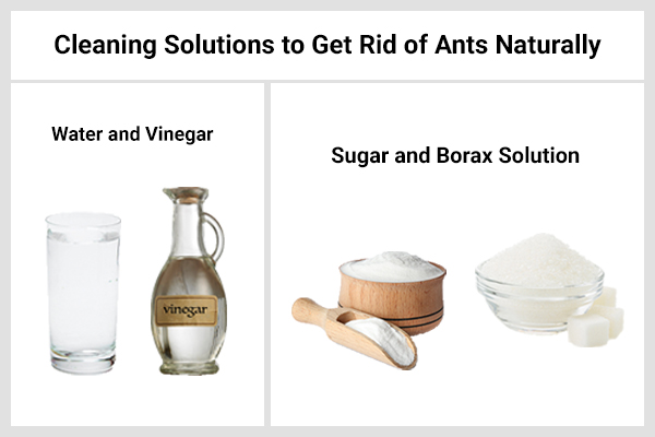cleaning solutions that can help you get rid of ant infestation