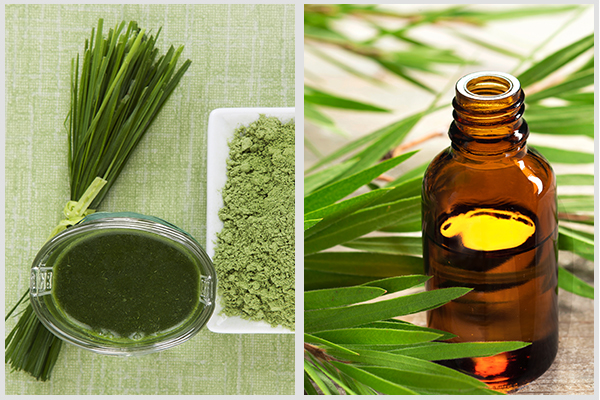 consuming wheatgrass and tea tree oil can help reduce bad body odor
