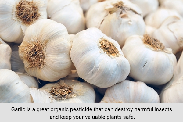 garlic can be used as a natural pesticide