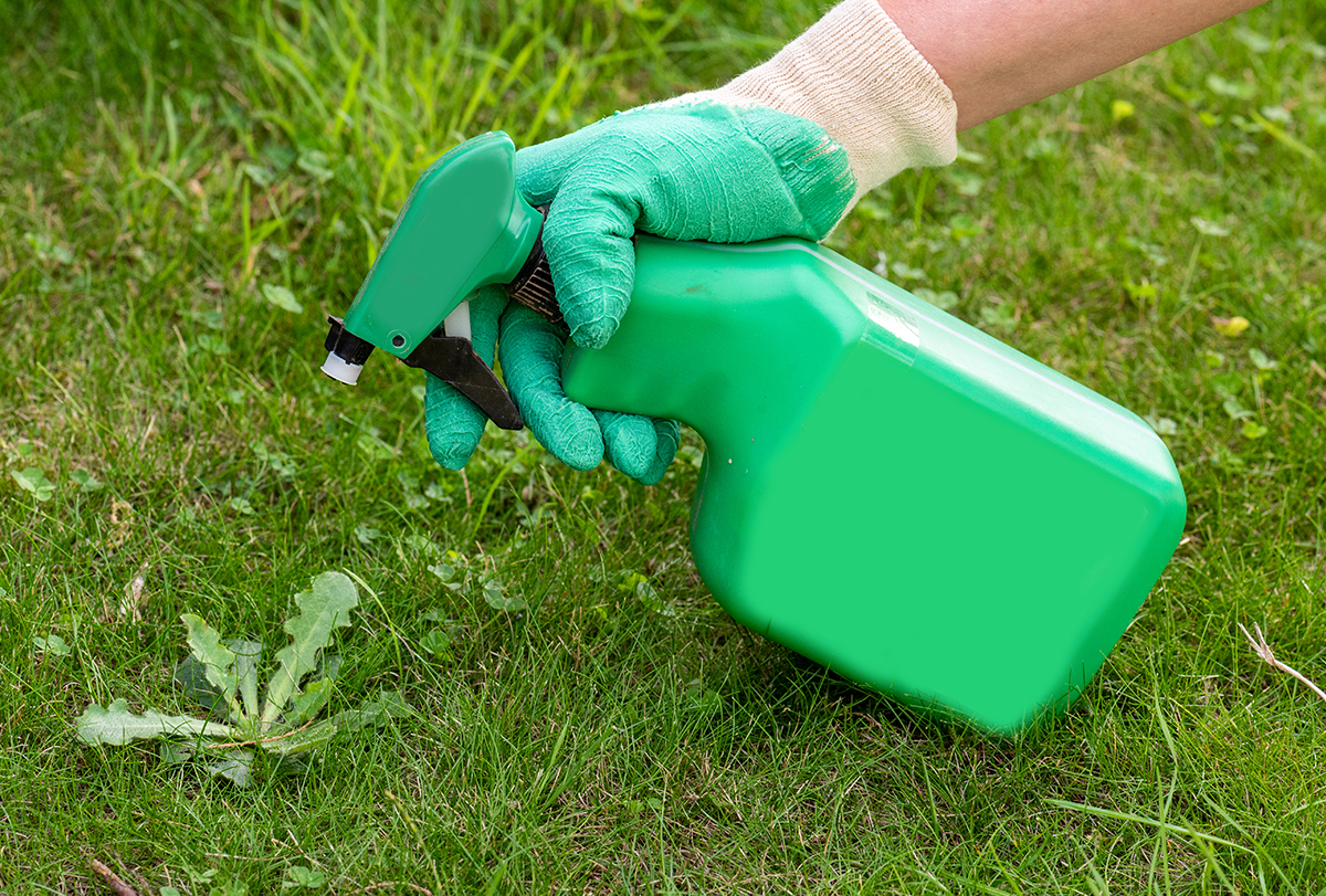 homemade weed killer recipes you must know