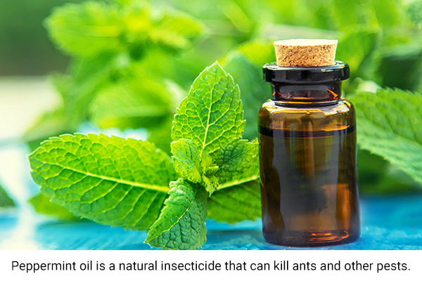 peppermint oil is a natural insecticide that can kill ants and other pests