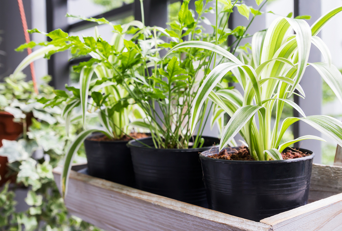 indoor plants you can grow easily for air purification