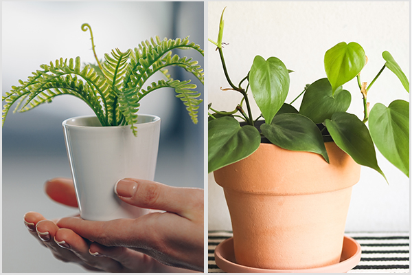 try growing Boston fern and heart-leaf philodendron at home