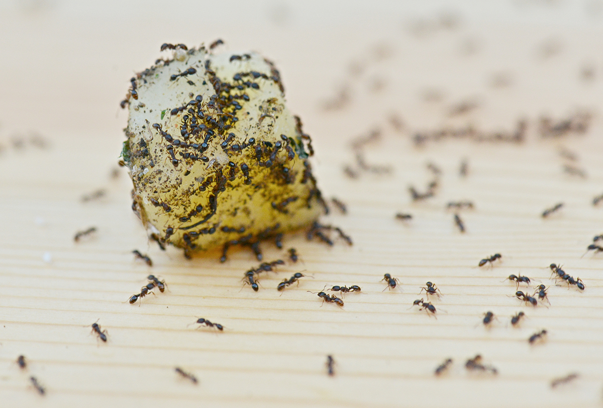 natural remedies to get rid of ant infestation