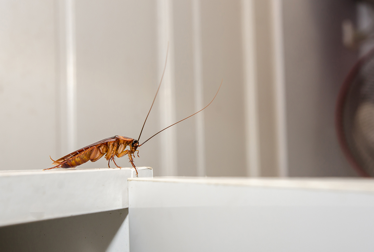 natural ways to get rid of cockroach infestation