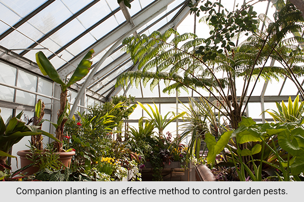 companion planting is an effective method to control garden pests
