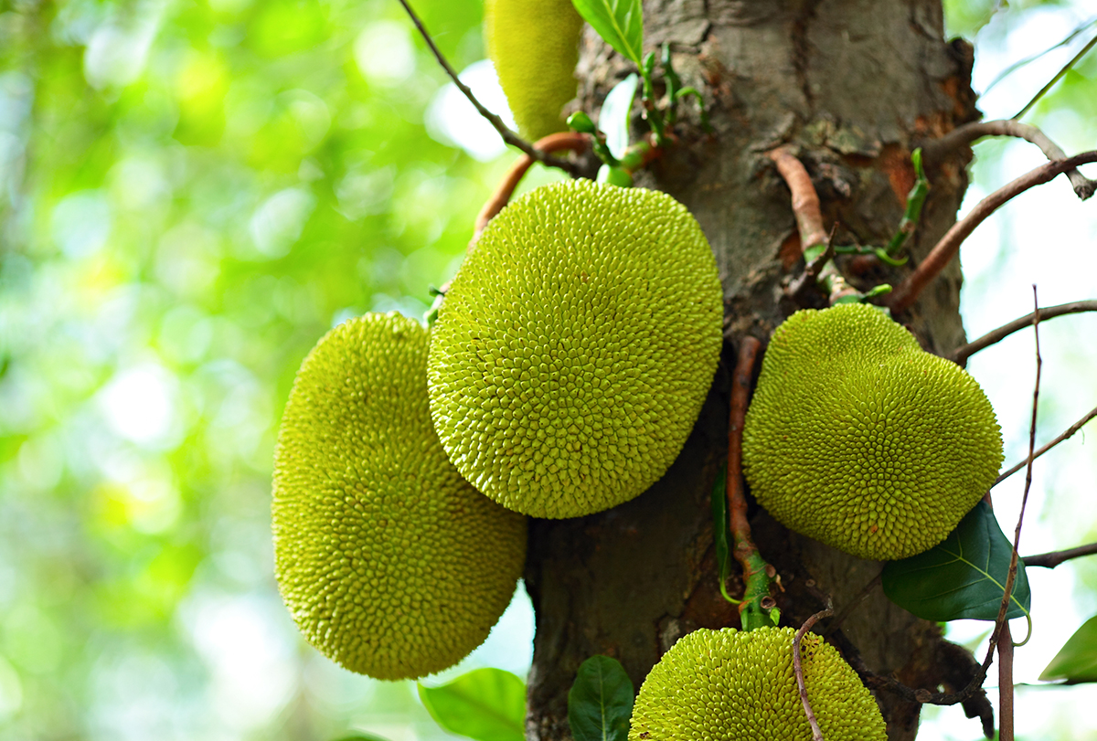 reasons why jackfruit benefits your health and nutrition facts