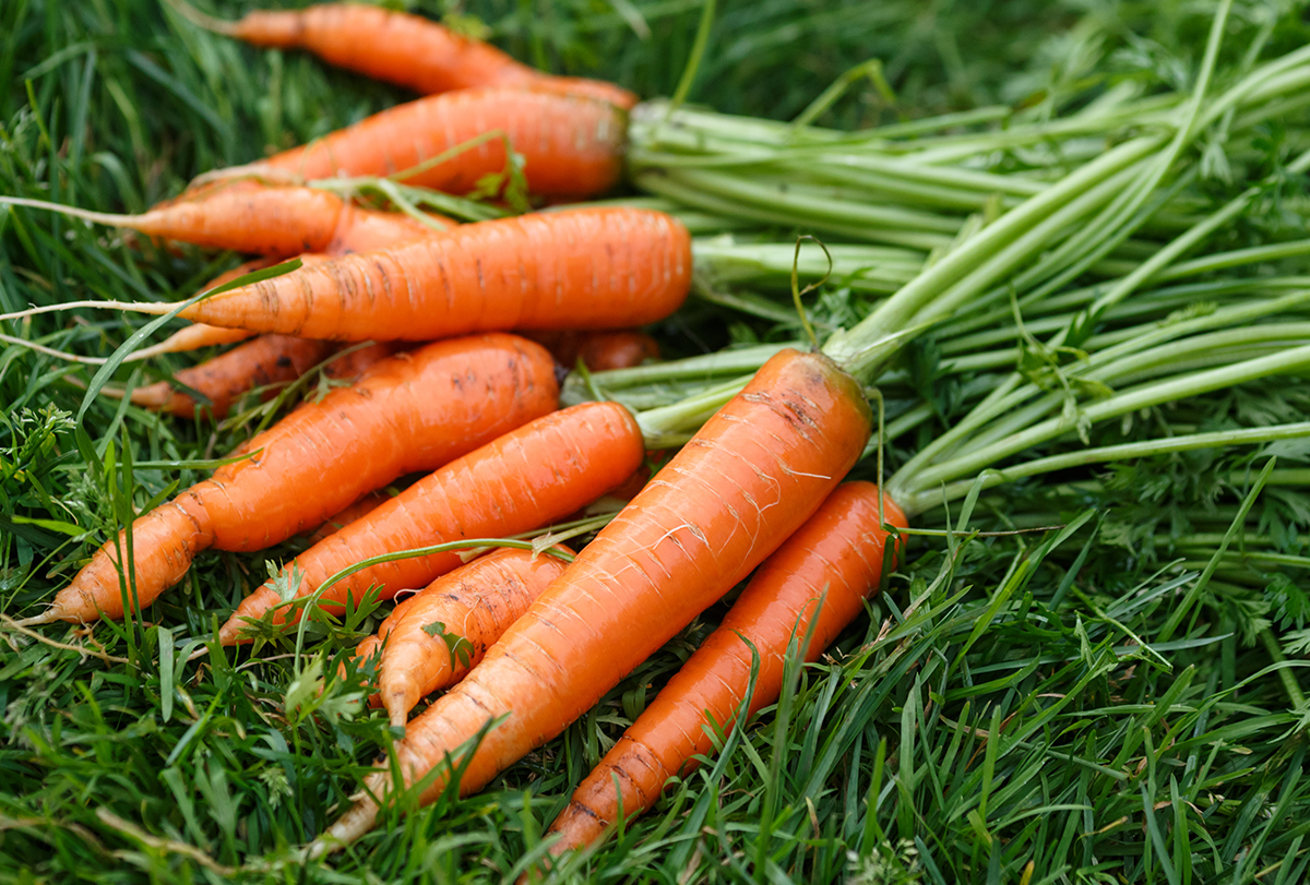 can eating carrots boost your folic acid levels?