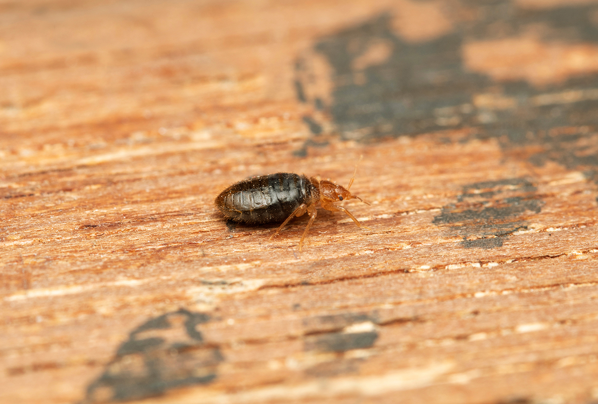 tips and remedies to get rid of bedbugs around your house