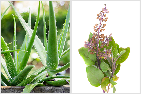 aloe vera and rosemary are simple herbal remedies to grow in garden
