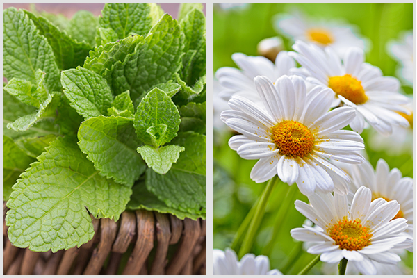 mint and chamomile are simple herbal remedies that you can grow in garden