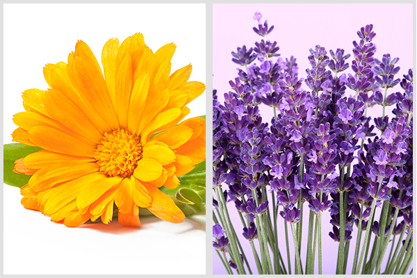 calendula and lavender are beneficial herbs to grow in your garden