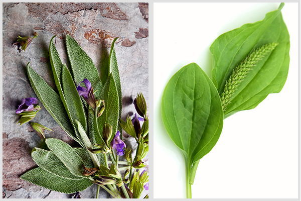 sage and plantain are beneficial herbs to grow in your garden