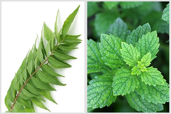 curry leaves and lemon balm are another herbs to grow in garden